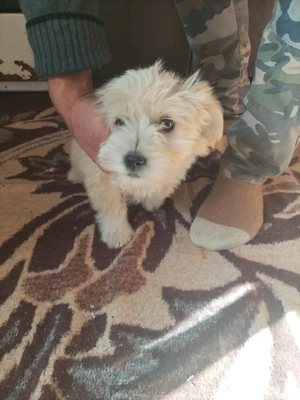 Vand bichon  - imagine 2