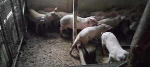 purcei  de vînzare - imagine 4