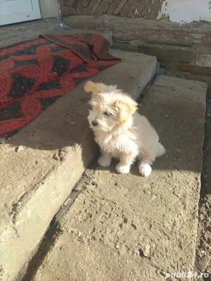 Vand bichon  - imagine 4