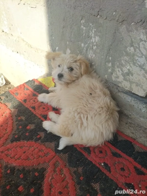 Vand bichon  - imagine 3