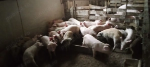 purcei  de vînzare - imagine 2