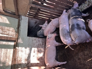 Purcei de vânzare  - imagine 3