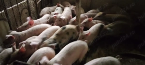 purcei  de vînzare - imagine 3