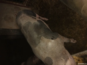 vand porc mare - imagine 2