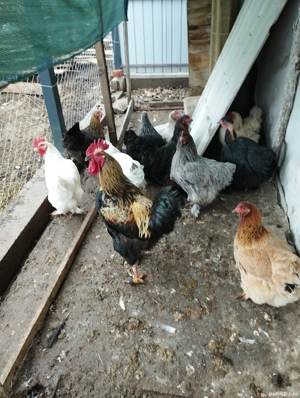 Găini de vânzare  - imagine 4