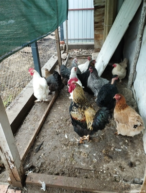 Găini de vânzare  - imagine 5