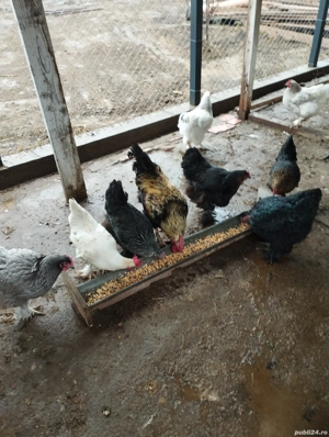 Găini de vânzare  - imagine 2
