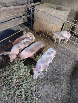 Purcei petrean de vanzare-5 bucati - imagine 3