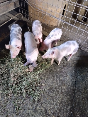 Purcei petrean de vanzare-5 bucati - imagine 2