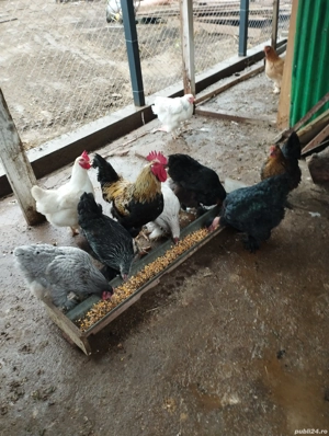 Găini de vânzare  - imagine 3