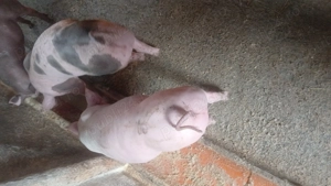 Vand purcei pietrean - imagine 4