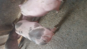 Vand purcei pietrean