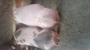 Vand purcei pietrean - imagine 5