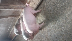 Vand purcei pietrean - imagine 3