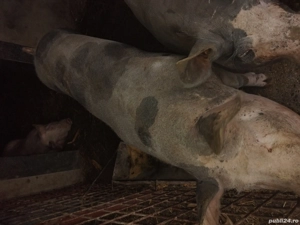 vand porc mare - imagine 4