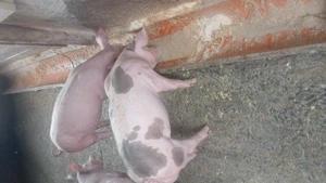 Vand purcei pietrean - imagine 2