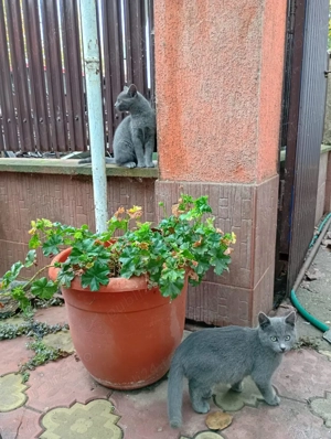 puiuti rasa Albastru de Rusia - imagine 2