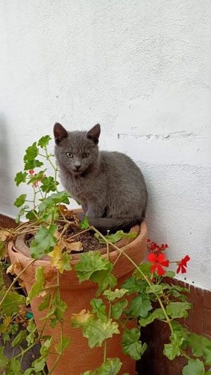 puiuti rasa Albastru de Rusia - imagine 3