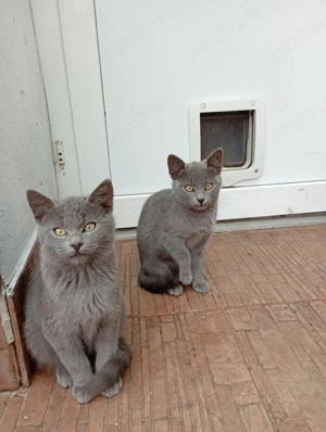 puiuti rasa Albastru de Rusia - imagine 4