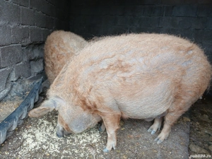 Porci Mangalița  - imagine 2