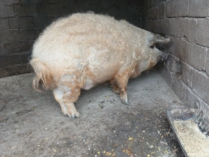 Porci Mangalița  - imagine 3