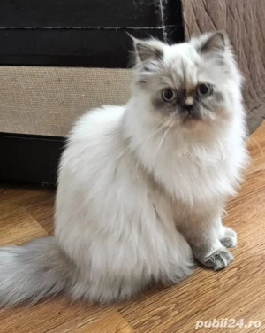 Pisicuță persană 