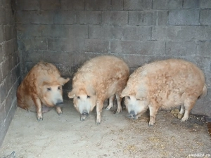 Porci Mangalița  - imagine 4