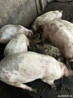 vand purcei grasuni - imagine 2