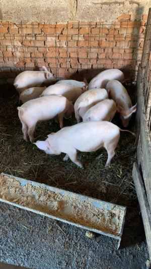 Vând Purcei de 4 luni