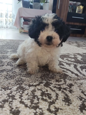 Bichon Havanez de vânzare! - imagine 3