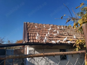 Porumbei voiajori albi