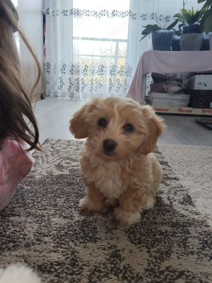 Bichon Havanez de vânzare!