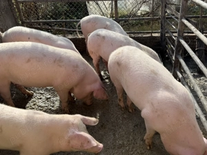 Porci de carne pietrean cu pic