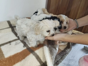 Bichon Havanez de vânzare! - imagine 4