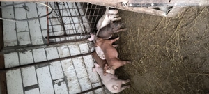 Purcei 550 lei - imagine 4