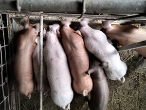 Purcei 550 lei - imagine 2