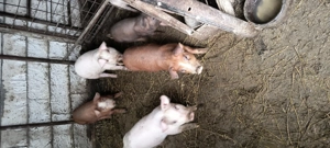 Purcei 550 lei - imagine 3