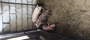 Purcei 550 lei - imagine 5