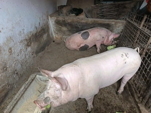 Vand doi porci urgent. 