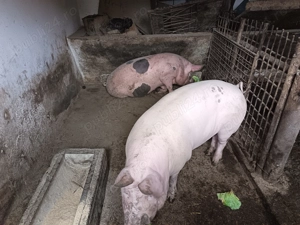 Vand doi porci urgent.  - imagine 3