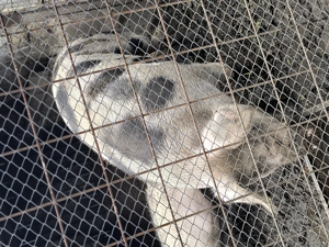 Porc de vanzare - imagine 2