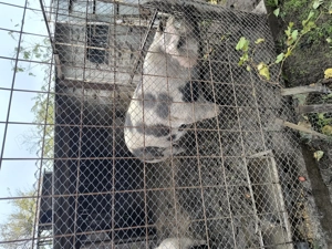 Porc de vanzare - imagine 3