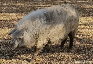 Mangalita pentru Craciun  Greutate aproximativa 150-160kg