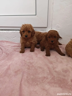 Vând căței pudel roșu - imagine 3