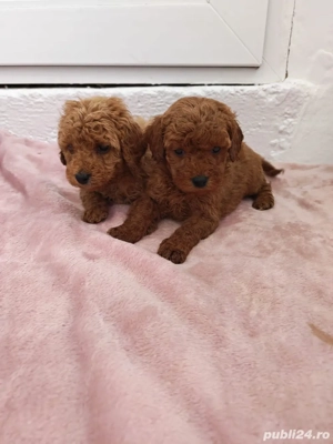 Vând căței pudel roșu - imagine 2