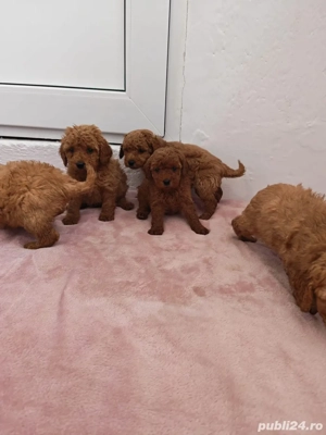 Vând căței pudel roșu - imagine 5