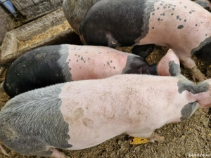 Vând porci  - imagine 2