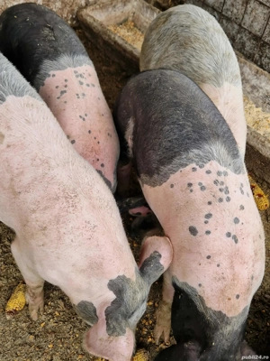 Vând porci  - imagine 3