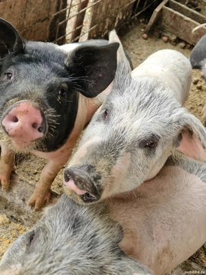 Vând porci  - imagine 4