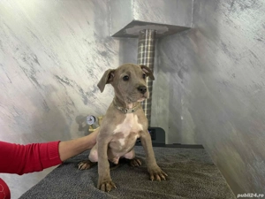 American Bully XL 9 saptamani - imagine 4